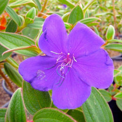 Tibouchina urvilleana - Princess Flower - 5 Gallon