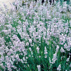 Lavandula 'Provence' - Provence French Lavender - 1 Gallon