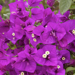Bougainvillea 'Purple Queen'® - Purple Queen Bougainvillea - 5 Gallon