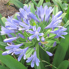 Agapanthus 'Queen Anne' - Queen Anne Agapanthus - 5 Gallon