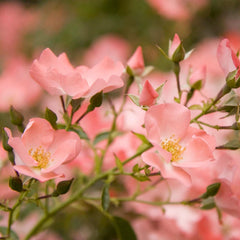 Flower Carpet Coral® - 2 Gallon