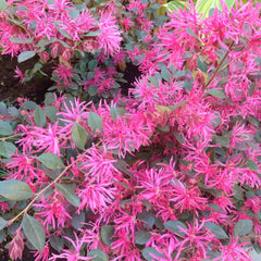 Loropetalum 'Razzleberri'® - Razzleberri Fringe Flower - 5 Gallon
