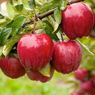 Red Delicious Apple - Tree - 10 Gallon