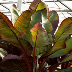 Ensete ventricosum 'Maurelii' - Red Leaved Banana - 5 Gallon