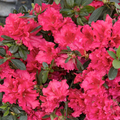 Azalea 'Red Ruffles' - Red Ruffles Azalea - 1 Gallon