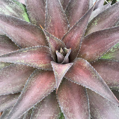 Mangave 'Red Wing' PP - Red Wing Mangave - 2 Gallon