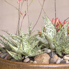 Aloe 'Guido'® - Retro Succulents Guido Aloe - 1 Gallon