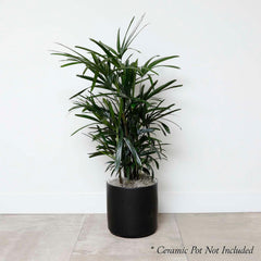 Lady Palm - Rhapis excelsa - 10in