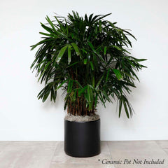 Lady Palm - Rhapis excelsa - 14in