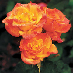 Rio Samba - 36