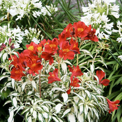 Alstroemeria 'Rock & Roll'® PP - Rock & Roll Peruvian Lily - 2 Gallon