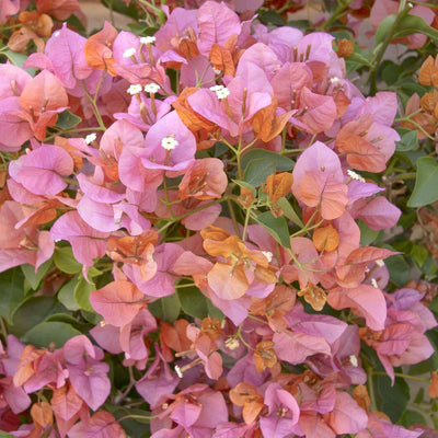 Bougainvillea 'Rosenka' - Rosenka Bougainvillea - 1 Gallon