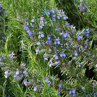 Rosmarinus 'Tuscan Blue' - Tuscan Blue Rosemary - 1 Gallon