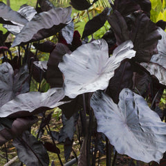 Colocasia 'Black Coral'® PP - Royal Hawaiian Black Coral Elephant Ear - 2 Gallon
