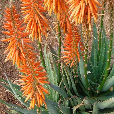 Aloe 'Safari Orange' PP - Safari Orange Aloe - 2 Gallon