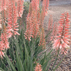 Aloe 'Safari Rose' PP - Safari Rose Aloe - 2 Gallon