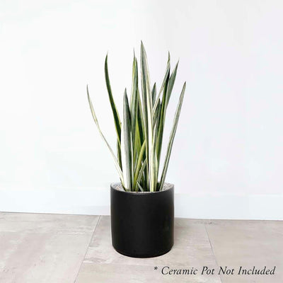 Sansevieria 'Bantel's Sensation' - Snake Plant - 8" POT