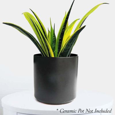 Sansevieria 'Flame' - Snake Plant - 6" POT