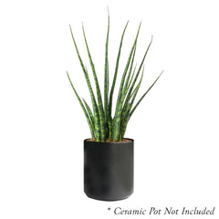 Sansevieria 'Fernwood Mikado' 6
