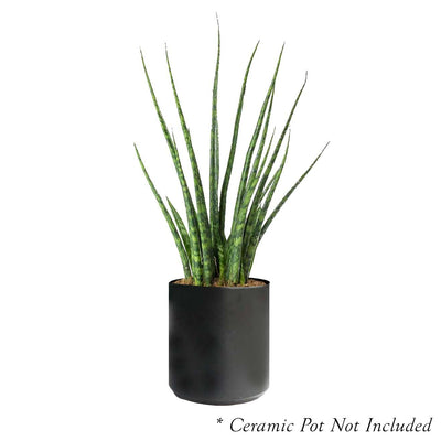 Sansevieria 'Fernwood Mikado' 6"