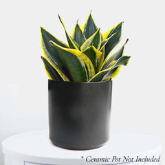 Sansevieria hahnii 'Black Star' - Snake Plant - 6