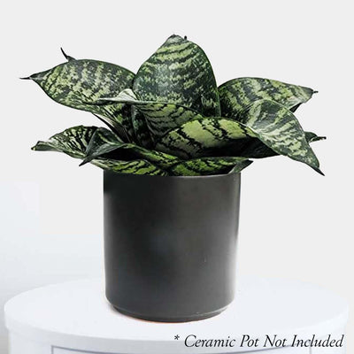 Sansevieria hahnii 'Forest Star' - Snake Plant - 6" POT