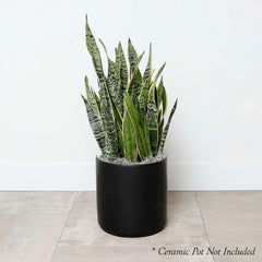 Snake Plant - Sansevieria laurentii - 10in