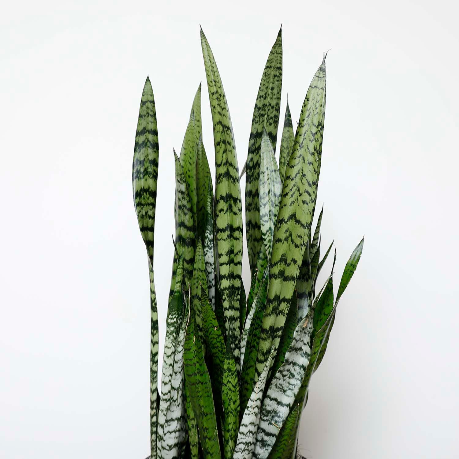 sansevieria snake plant smgardens Snake Plant -Sansevieria zeylanica