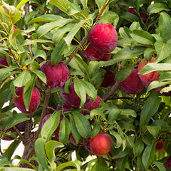 Plum 'Santa Rosa' - Santa Rosa Plum - 10 Gallon