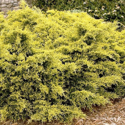 Juniperus pfitz. 'Sea Of Gold'® PP - Sea of Gold Juniper - 5 Gallon