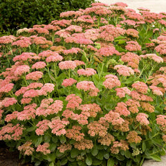 Sedum 'Autumn Charm' - Autumn Joy Sedum - 1 Gallon