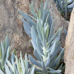 Senecio 'Mt Everest' PP - Mount Everest Big Blue Chalksticks - 2 Gallon