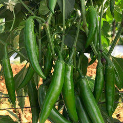 Serrano Lone Ranger - 4