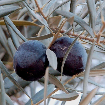 Olea europ. 'Sevillano' - Sevillano Fruiting Olive - 5 Gallon