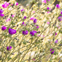 Calandrinia 'Shining Pink' - Shining Pink Rock Purslane - 2 Gallon