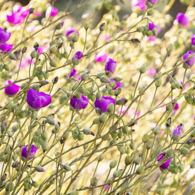Calandrinia 'Shining Pink' - Shining Pink Rock Purslane - 2 Gallon