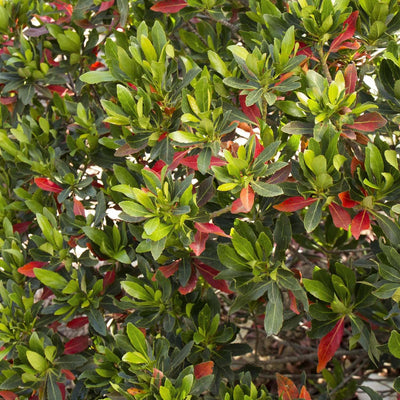 Elaeocarpus decipiens - Shogun™ Japanese Blueberry Tree - 15 Gallon