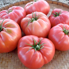 Siberian Giant Pink - 4