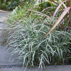 Liriope spicata 'Silver Dragon' - 1 Gallon