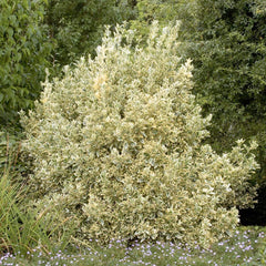 Euonymus jap. 'Silver King' - Silver King Euonymus - 2 Gallon