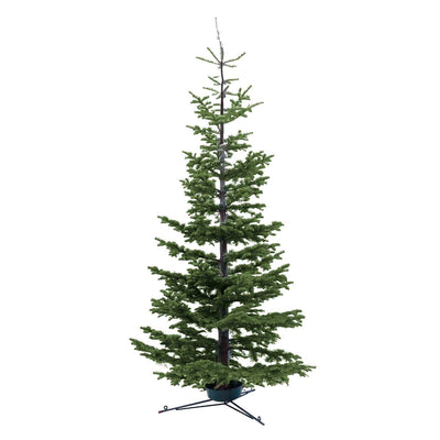 Premium Silvertip Fir 12-13 Ft