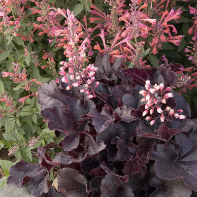 Heuchera 'Dark N Bright'™ - Dark n' Bright Coral Bells - 1 Gallon
