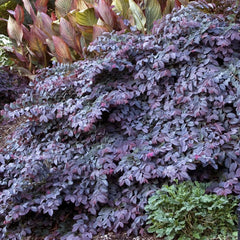 Loropetalum 'Sizzling Pink' - Sizzling Pink Fringe Flower - 2 Gallon