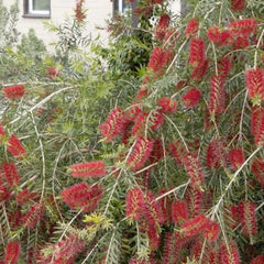 Callistemon viminalis 'Slim'™ - Slim Bottlebrush - 5 Gallon