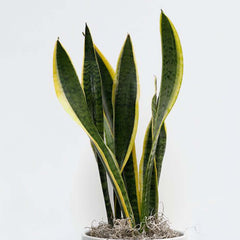 Sanservieria Laurentii - 6