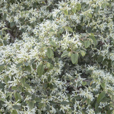 Loropetalum c. 'Snow Panda' - Snow Panda Fringe Flower - 1 Gallon