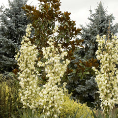 Yucca recurvata - Soft Leaf Yucca - 5 Gallon
