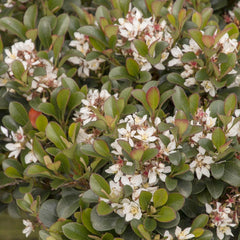 Rhaphiolepis 'Southern Moon'® PP - Southern Moon Yedda Hawthorn - 1 Gallon