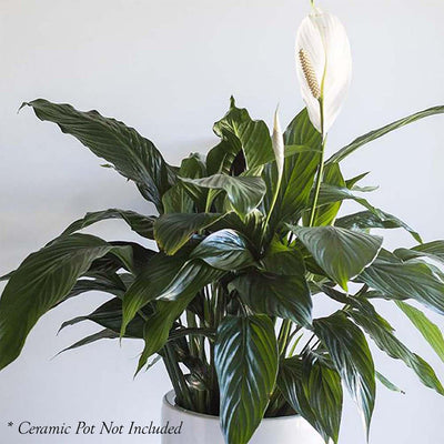 Peace Lily - Spathiphyllum 'Pablo' - 8in