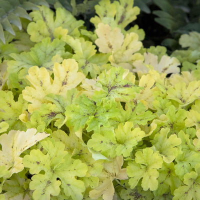 Heuchera 'Spicy Lime' PP - Spicy Lime Coral Bells - 1 Gallon